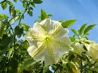 CIMG1448.webp