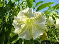 CIMG1446.webp