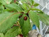 CIMG1444.webp