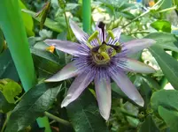 CIMG1443.webp