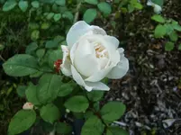 CIMG1437.webp