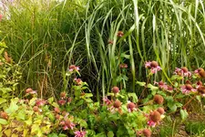 2013_0924Herbst0023 monarde ziergras.webp