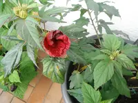 DSCF3251.webp