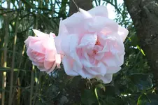 new Dawn.webp