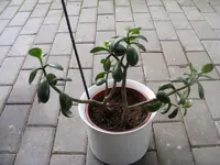 Geldbaum.webp