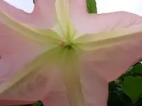 Makroblüte.webp