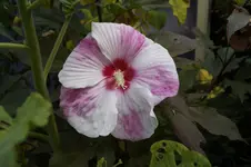 _DSC3421.webp