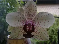 Orchidee1.webp