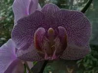 Orchidee2.webp