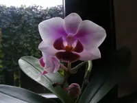 Orchidee3.webp