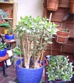 Pfennigbaum.webp Pfennigbaum.webp