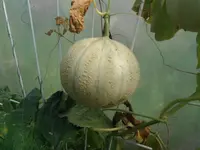 DSCF3253.webp