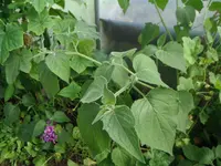 DSCF3254.webp