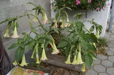_DSC3425.webp