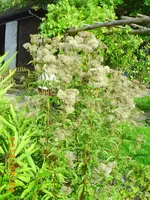 sept 11 006.webp
