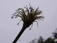 Clematis-Tau_0036.webp