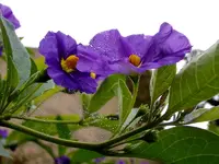 Enzianstrauch-Tau_0137.webp