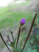Weidnröschen_6683.webp
