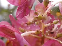 Hortensie-Tautropfen-Spinne_0265.webp