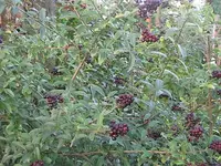 012.webp