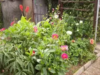 Dahlien.webp