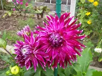 Dahlie 1.webp