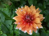 Dahlie 2.webp