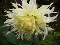 Dahlie 3.webp