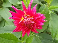 Dahlie 4.webp