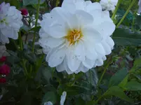 Dahlie 5.webp