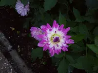 Dahlie 6.webp