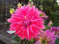 Dahlie 7.webp