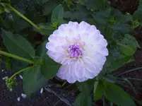 Dahlie 8.webp