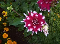 Dahlie 9.webp