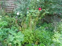CIMG1469.webp