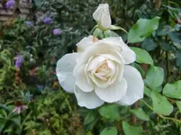 CIMG1470.webp