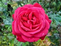 CIMG1472.webp