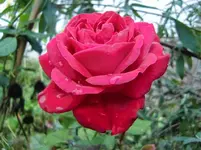 CIMG1474.webp