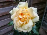 CIMG1483.webp