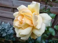 CIMG1484.webp