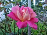 CIMG1498.webp