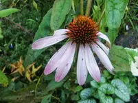CIMG1475.webp