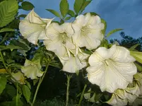 CIMG1546.webp