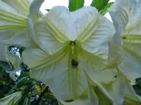 CIMG1547.webp