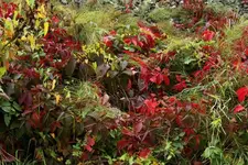 Wilder Wein zw. Gras+.webp