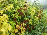 SAM_2157.webp