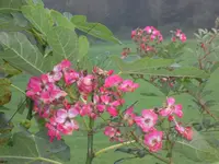 SAM_2147.webp