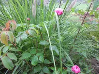 SAM_2143.webp