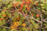 2013_0927Herbst0006.jpg