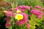 2013_0927Herbst0002 nachtkerze.jpg